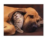 Puzzle Adulte 1000 Pièces Paysage Puzzle en Papier Puzzle en 3D，Câlins，Coloré DIY Art Moderne Cadeau Spécial Déco Maison（50x70cm）-Y54