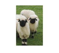 Puzzle Adulte 1000 Pièces Paysage Puzzle en Papier Puzzle en 3D，Un Troupeau de Moutons Blancs à têtes Noires, Race Valaisanne à Nez Noir，DIY Art Moderne Cadeau Spécial Déco Maison（38x26cm）-AR47