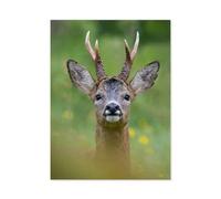 Puzzle Adulte 1000 Pièces，Portrait d’Un cerf attentif dans Son Habitat Naturel，Artisanat Cadeau Famille Puzzle Classique 3D Puzzle Jouet en Bois Cadeau Unique Décoration Intérieure（75x50cm）-O70