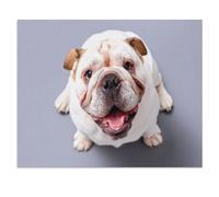 Puzzle Adulte 1000 Pièces Puzzle en Bois Puzzle en 3D，Chiots Bouledogue français regardant vers Le Haut, Fond Gris，DIY Cadeaux De Noël Décor À La Maison（75x50cm）-X92