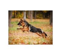 Puzzle Adulte 1000 Pièces Puzzle en Papier，Berger Allemand Jouant en Automne, en Train de Sauter, regardant vers la Gauche，Jeu de Puzzle Familial et des Cadeaux（38x26cm）-R97