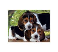 Puzzle Adulte 1000 Pièces，Rapprochés，Puzzle en Papier, Puzzle De Jouet De Jeu De Loisirs（38x26cm）-C71