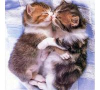 Puzzle Adulte 120 Pièces 20x20cm Puzzles pour Adultes Jeu éducatif Défi Jouets 120 Pièces Puzzles pour Adultes Enfants, Puzzle Familial Parfait Couple de Chats