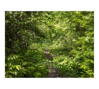 Puzzle Adulte 1500 Pièces, Décoration Intérieure-forêts,Sentier,buissons 87x57cm