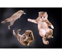 Puzzle Adulte 200(35x25cm) pièces, Puzzle de Trois Petits Chatons, Animal de Compagnie