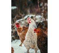 Puzzle Adulte 2000 Pièces（105.5x75.5cm）, Poulets Élevés en Libre Parcours dans la Neige Petit Puzzle Animal