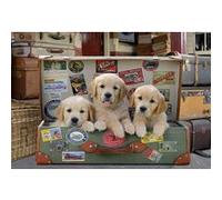 Puzzle adulte 3 chiots dans la valise - collection animaux - labrador - 500 pieces - educa G