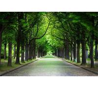 Puzzle Adulte 300 Pièces Chemin des Arbres 38 x 26 cm Puzzles pour Adultes Jeu éducatif Puzzle Impossible Puzzles 300 Pièces Adultes