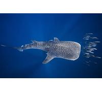 Puzzle Adulte 300 pièces Océan Requin Baleine Poisson 38x26CM