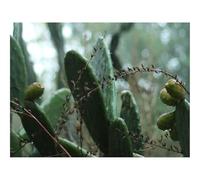 Puzzle Adulte 500 Pièces,Activité Anti-Stress-Cactus,Plante,Vert,Tropical 52x38cm
