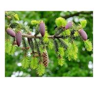 Puzzle Adulte 500 Pièces, Décoration Intérieure-Sapin,Branche,pin,Pommes de pin,Gros Plan 52x38cm