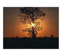 Puzzle Adulte 500 Pièces,Décoration Murale-Arbre,Soleil,Coucher de Soleil,Crépuscule,Sombre 52x38cm