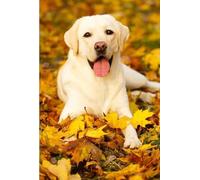 Puzzle Adulte 500 pièces Feuille d'érable Labrador Blanc 52 x 38 cm