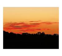 Puzzle Adulte 500 Pièces,Jeu De Société-Arbres,buissons,Silhouette,Coucher de Soleil 52x38cm