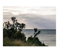 Puzzle Adulte 500 Pièces,Jeu De Société-Arbres,rivière,Herbe,Horizon,Ciel 52x38cm