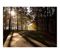 Puzzle Adulte 500 Pièces,Unique Home Decor-Avenue,Parc,Arbres 52x38cm