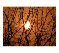 Puzzle Adulte 500 Pièces,Unique Home Decor-Branches,Arbres,Silhouettes,Coucher de Soleil 52x38cm