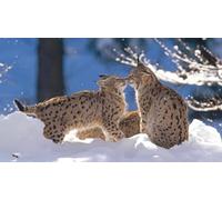 Puzzle Adulte de 100(45.5x35.5cm) pièces, Puzzle de Deux Chatons dans la Neige, Chat Domestique