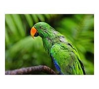 Puzzle Adulte de 1000(70x50cm) pièces, Perruche aux Plumes Vertes perchée sur Une Branche, Tableau décoratif Artistique, Jeu Relaxant pour Adultes, Jouet éducatif