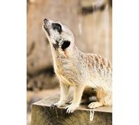 Puzzle Adulte de 1000(70x50cm) pièces, suricates sentinelles : Moment de Vigilance dans la Nature Sauvage, Jeu Relaxant pour Adultes, Jouet éducatif