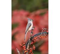 Puzzle Adulte de 1000(75x50cm) pièces, sittelle couronnée de Gris perchée sur Une Branche, Jeu Relaxant pour Adultes, Jouet éducatif