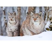 Puzzle Adulte de 2000(100x70cm) pièces, Puzzle de Deux Chatons dans la Neige, Chat Domestique, Animal