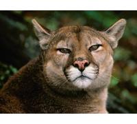 Puzzle Adulte de 2000(100x70cm) pièces, Puzzle de Puma, Lion de Montagne, Jaguar, Animal