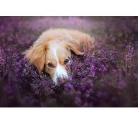 Puzzle Adulte de 300(38x26cm) pièces, Puzzle de Chien de Berger, Petit Chien de Compagnie, Animal