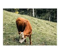 Puzzle Adulte de 300(38x26cm) pièces, Vache tachetée sur Une Pente Verte, Puzzle Animalier, Jeu Relaxant pour Adultes, Jouet éducatif
