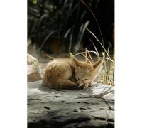Puzzle Adulte de 500(52x38cm) pièces, Fennec endormi : Sieste paisible dans Une Oasis du désert