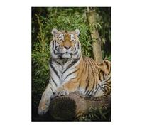 Puzzle Adulte en Plusieurs Pièces Tiger Lying on Brown Tree Puzzle Familial : Un Défi Difficile, Un pour Les Amis Et La Famille 38x26cm/1000pcs