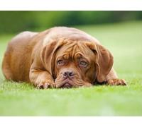 Puzzle Adulte Puzzle 1000 pièces - Challenge Puzzle-Dogue,de,Bordeaux,Chien,pelouse 70x50cm