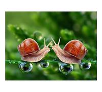 Puzzle Adulte Puzzle 1000 pièces Couple d'escargots Puzzles Adultes à partir de 14 Ans Puzzles de Famille