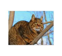 Puzzle Adultes 1000 Pièces en Papier，Chat，Puzzle Coloré Formation Attention Patience Jouets Logique Mémoire Défi（38x26cm）-G28