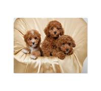 Puzzle Adultes 1000 Pièces en Papier，Chiots caniches Bruns，Puzzle Coloré Formation Attention Patience Jouets Logique Mémoire Défi（50x70cm）-E78