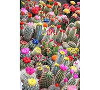 Puzzle Adultes Enfants Puzzles 1000 pièces - Beau cactus - Puzzle Style Peinture Unique (75x50cm)