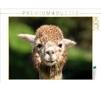 Puzzle · Alpaga | Un motif de mon calendrier Portrait d'alpagas · 1000 pièces · Format assemblé 64 × 48 cm · CALVENDO Puzzle