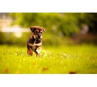 Puzzle Animal Crossing 1000 pièces Chiot - Idée Cadeau Halloween/Noël - Jeu Anti-Stress et d'intelligence - 38 x 52 cm