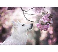 Puzzle Animaux 1000 Pièces Chiens Berger Blanc Suisse Berger Branches Blanches 50x70CM