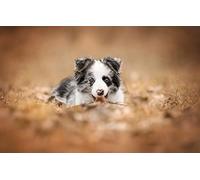 Puzzle Animaux Adultes 300 Pièces Chiot Border Collie 38x26CM