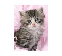 Puzzle Animaux Chat / Chatons Gris 500 Pieces - Ravensburger