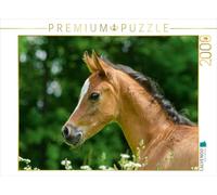 Puzzle · Arabisches Vollblut - stolze Kleine Stute 2000 Teile Puzzle quer | 2000 pièces · Format assemblé 90 × 67 cm · CALVENDO Puzzle
