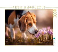 Puzzle · Beagle découvre Les Premiers Signes du Printemps | Un adorable chien renifle des crocus · 2000 pièces · Format assemblé 90 × 67 cm · CALVENDO Puzzle