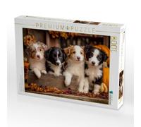 Puzzle · Border Collies - Vier Kleine Herzensbrecher | Süße Welpen im Herbstzauber · 1000 pièces · Format assemblé 64 × 48 cm · CALVENDO Puzzle