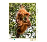 Puzzle · Bornéo | De jeunes orangs-outans en train de jouer · 1000 pièces · Format assemblé 64 × 48 cm · CALVENDO Puzzle
