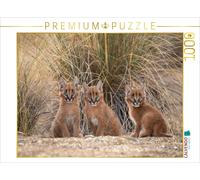 Puzzle CALVENDO 3 petits caracals | 1000 pièces, format assemblé 64 × 48 cm | Pu