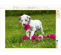 CALVENDO Puzzle Chiot Dalmatien Mignon avec des Fleurs de tannerie Roses 1000 Pieces 64 x 48 cm from DoraZett