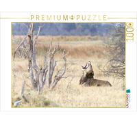 Puzzle CALVENDO Afrique : Lion qui bâille, Botswana | 1000 pièces, format assemb