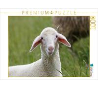 CALVENDO Puzzle Agneau de la Race ovine Merinoland 1000 Pieces 64 x 48 cm from ropo13