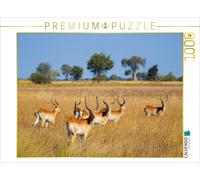 Puzzle CALVENDO Antilopes Lechwe rouges, delta de l'Okavango, Botswana. | 1000 p